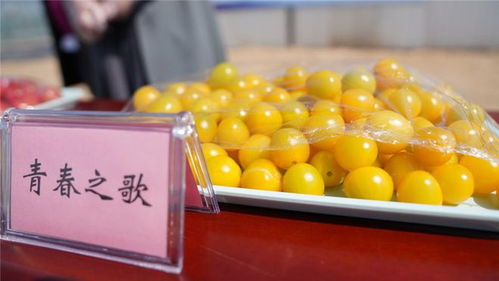 江蘇淮安 創新批發直供體系，以農產品生產為抓手決勝農業產業扶貧