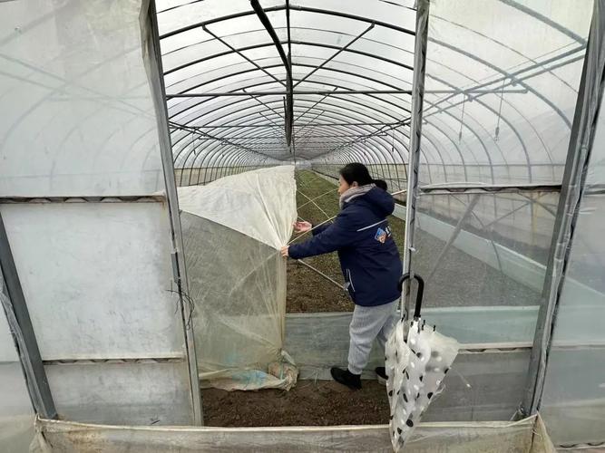 積極應對低溫寒潮，上海市全力保障農業生產安全和農產品供應穩定