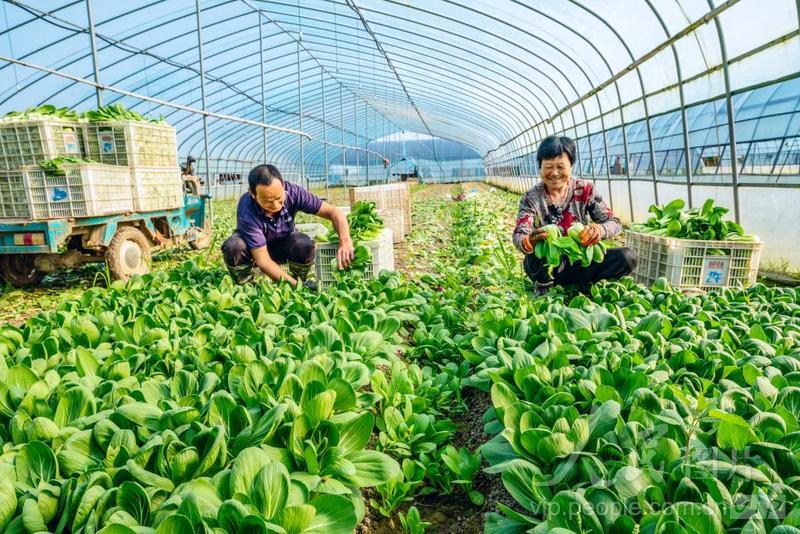 江蘇南京 鄉村菜園煥新生，大成灣區“菜籃子”的綠色引擎